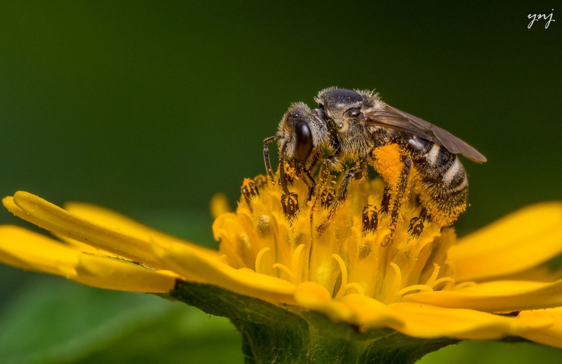 Bees on the decline